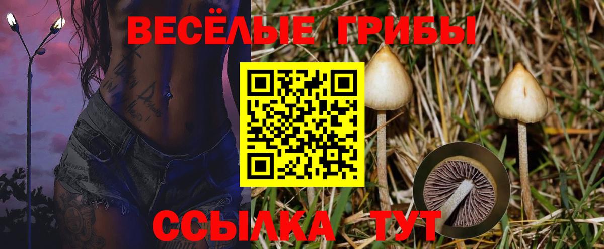 Кропоткин  Галлюциногенные грибы Psilocybine cubensis  Галлюциногенные грибы мицелий  Вход с VPN 